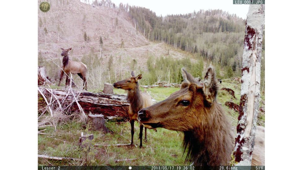 Leupold 8 Megapixel RCX-1 Trail Camera Sample Image