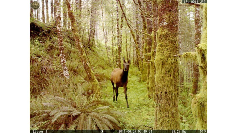Leupold 8 Megapixel RCX-1 Trail Camera Sample Image