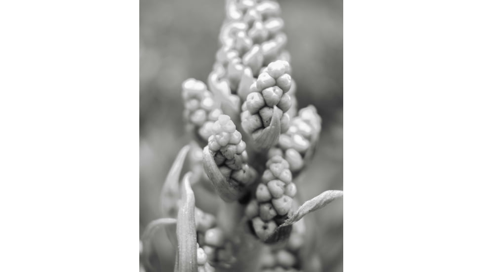 Moment T-Series Macro Lens, 10x, 130-107