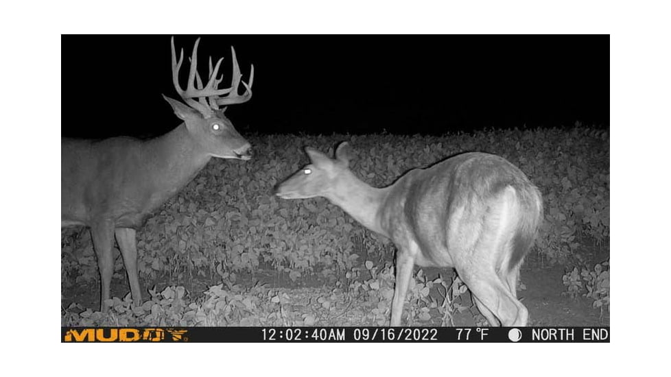 Muddy MUD-MTGTR Brown