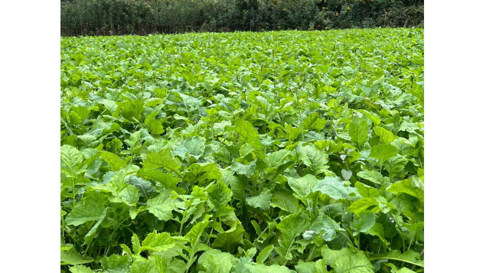 RaKK Fuel CheckMate 1/4 Acre, Small, 7544