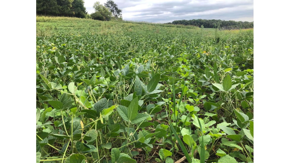 RaKK Fuel Wicked Greenz 1/4 Acre, Large, 7523