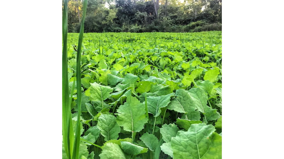 RaKK Fuel Wicked Greenz 1/4 Acre, Large, 7523