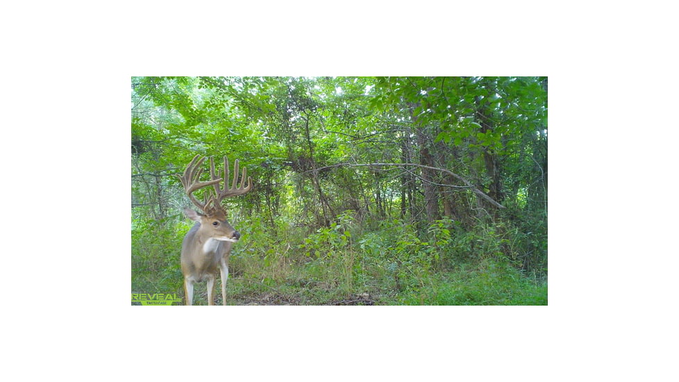 Reveal by Tactacam Tactacam Reveal X Gen 2.0 Hunting Camera, Gray, Medium, TA-TC-XG2