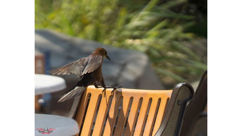 Rokinon 135mm F2.0 Telephoto Camera Lens for Samsung NX, Black 135M-NX