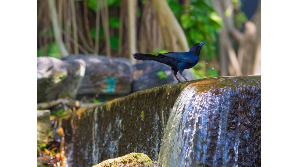 Rokinon 135mm F2.0 Telephoto Camera Lens for Samsung NX, Black 135M-NX