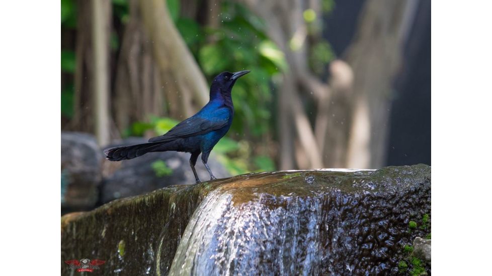 Rokinon 135mm F2.0 Telephoto Camera Lens for Samsung NX, Black 135M-NX