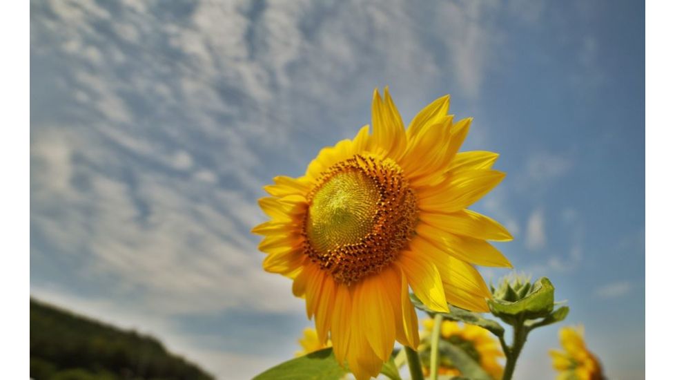 Rokinon 14mm F2.8 IF ED Super Wide Angle Camera Lens for Canon EF Mount, Black FE14M-C