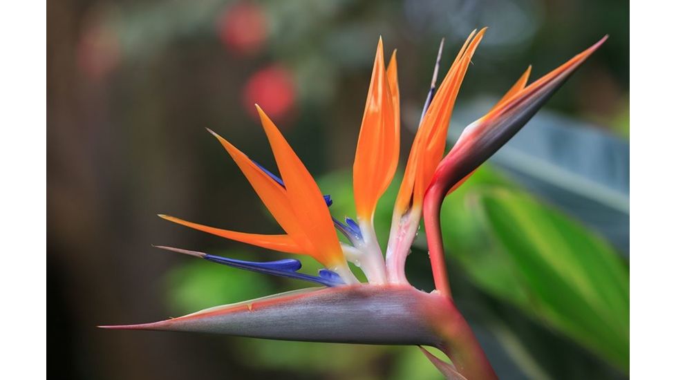 Rokinon Cine DS 135mm T2.2 Telephoto Cine Camera Lens for Canon EF, Black DS135M-C