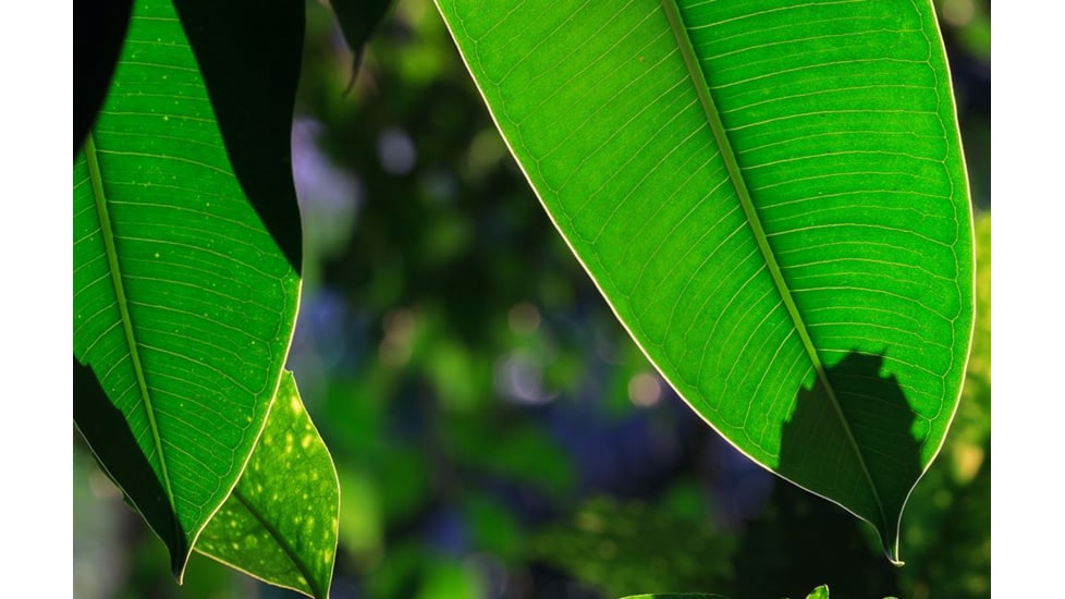 Rokinon Cine DS 135mm T2.2 Telephoto Cine Camera Lens for Canon EF, Black DS135M-C