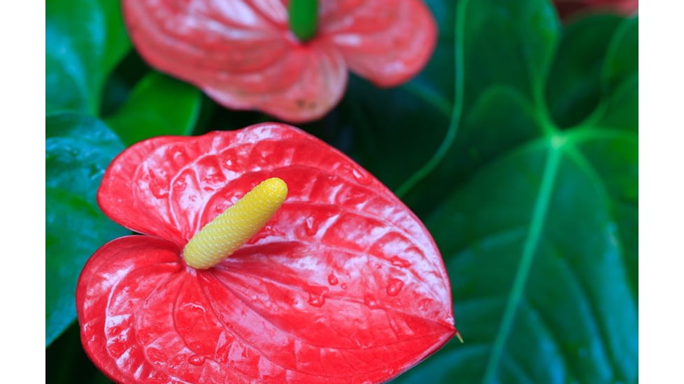 Rokinon Cine DS 135mm T2.2 Telephoto Cine Camera Lens for Canon EF, Black DS135M-C