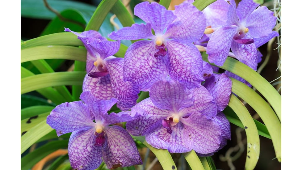 Rokinon Cine DS 135mm T2.2 Telephoto Cine Camera Lens for Canon EF, Black DS135M-C