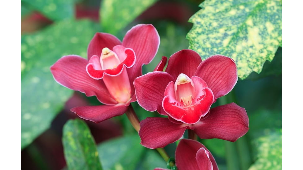 Rokinon Cine DS 135mm T2.2 Telephoto Cine Camera Lens for Canon EF, Black DS135M-C