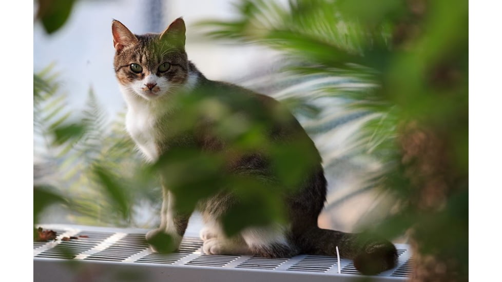 Rokinon Cine DS 135mm T2.2 Telephoto Cine Camera Lens for Canon EF, Black DS135M-C