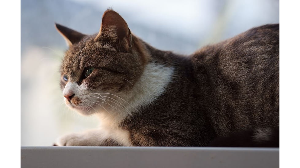 Rokinon Cine DS 135mm T2.2 Telephoto Cine Camera Lens for Canon EF, Black DS135M-C