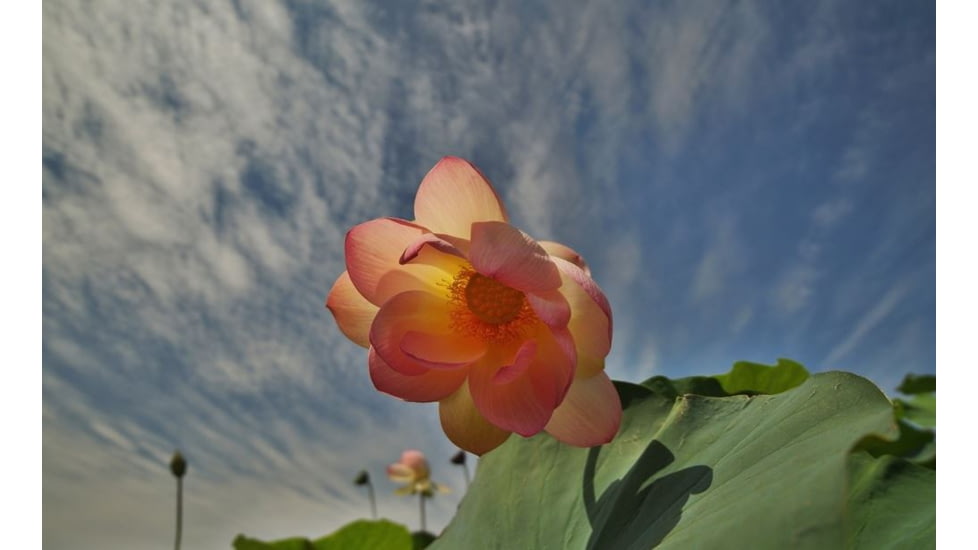 Rokinon DS 14mm T3.1 Cine Camera Lens for Canon EF, Black DS14M-C