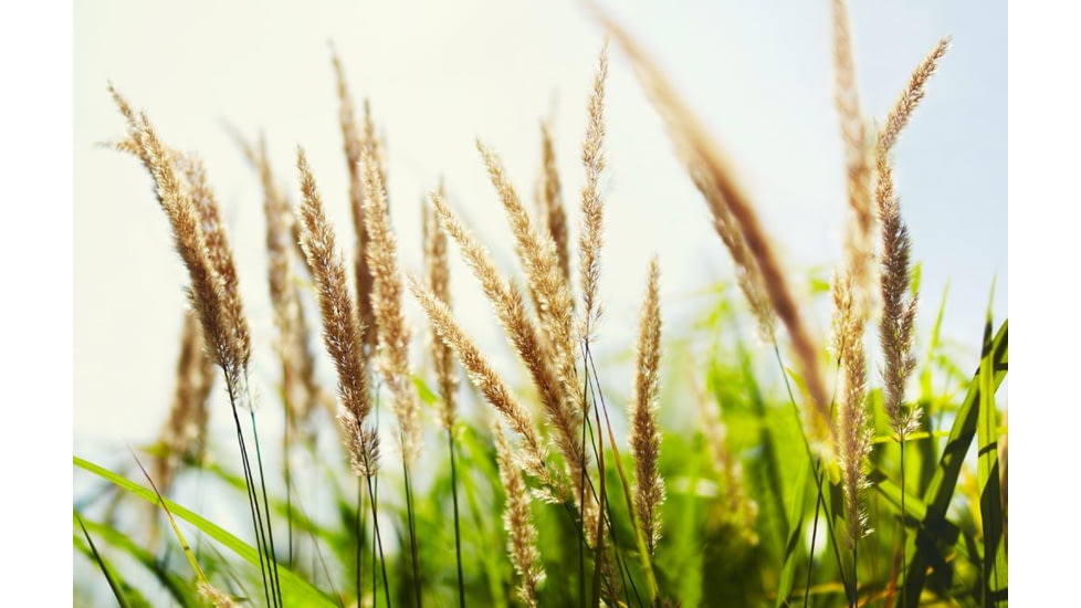 Rokinon DS 50mm T1.5 Cine Camera Lens for Canon EF, Black DS50M-C