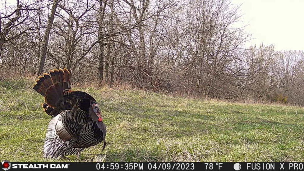 Stealth Cam Fusion-X Pro Cellular Hunting Trail Camera, 36MP, Video &amp; Photo, Camo, STC-FXWT