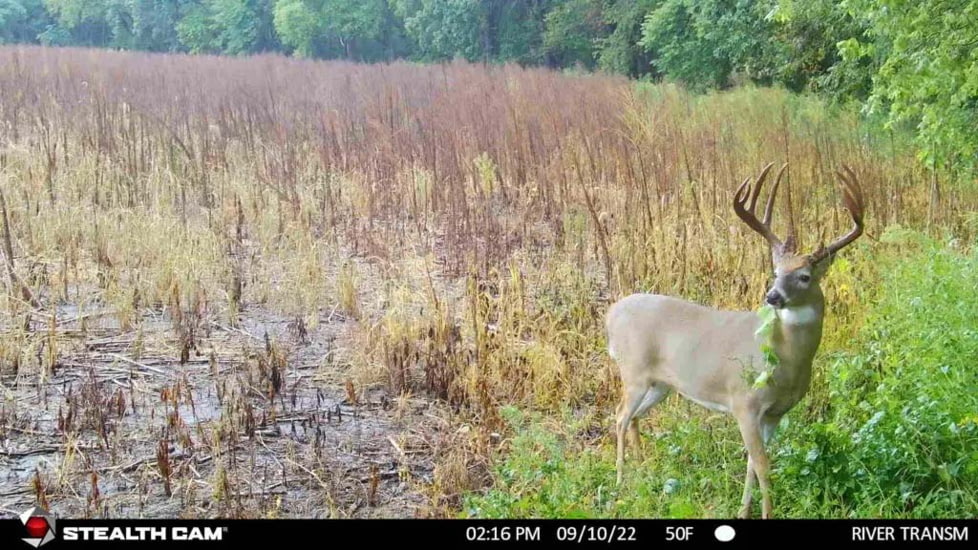 Stealth Cam STC-DCPTR Decepter Camo