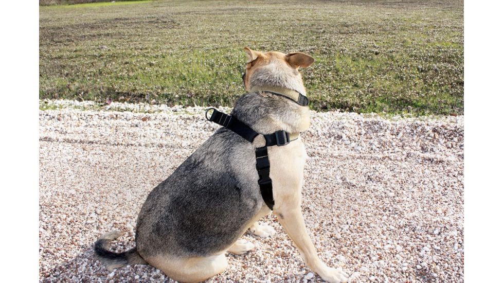 United States Tactical Dog Harness, Black, Medium UST-K9H00101M