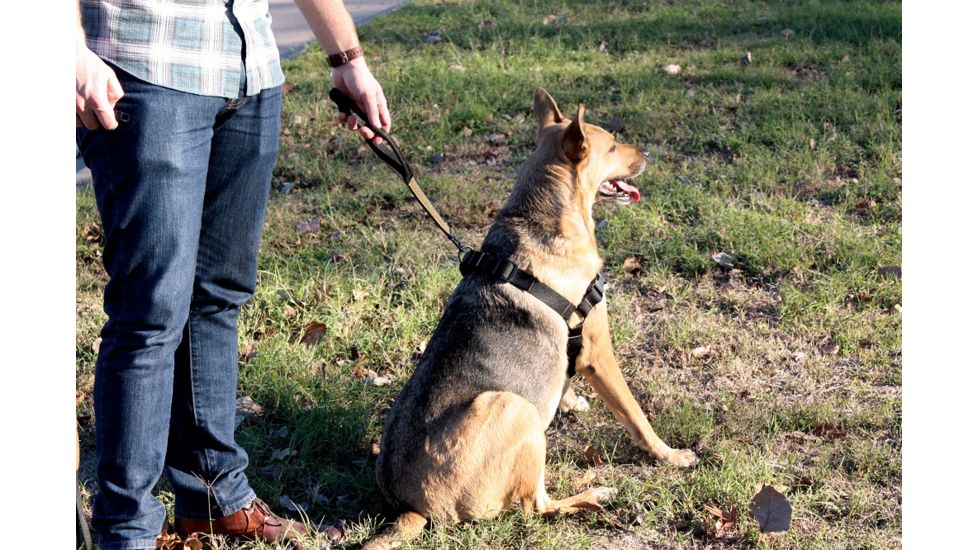 United States Tactical K9 Harness, Black, Medium, UST-K9H00101M