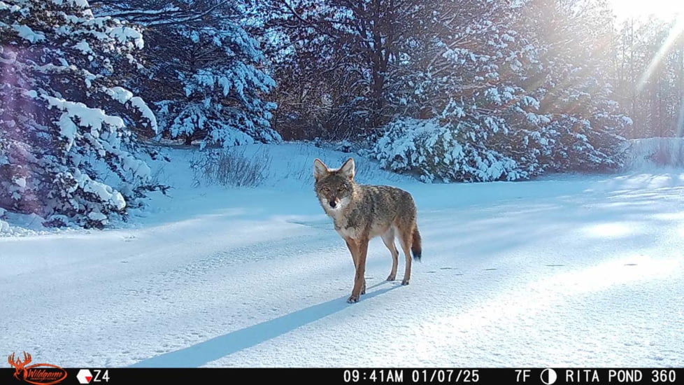 Wildgame Orbit 360 Cellular Camera 36MP, 1410206