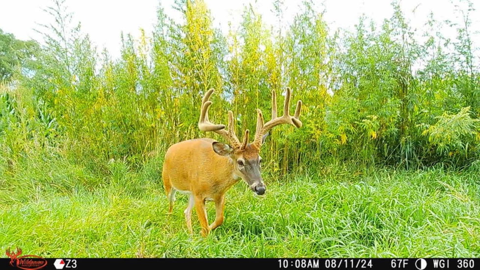 Wildgame Orbit 360 Cellular Camera 36MP, 1410206