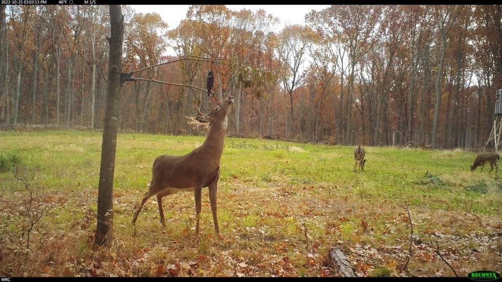 Wildlife Research Center Active-Branch Mock Scrape Kit