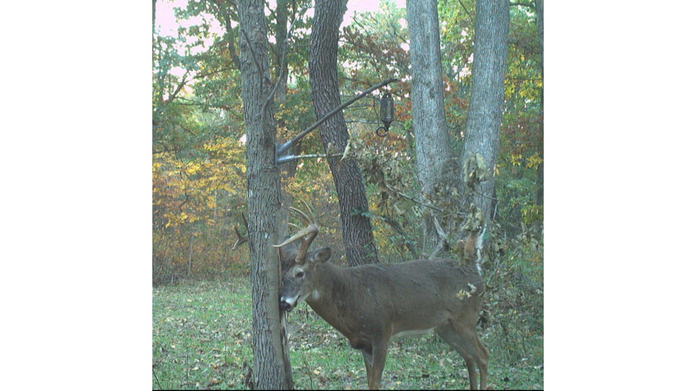 Wildlife Research Center Active-Branch Mock Scrape Kit
