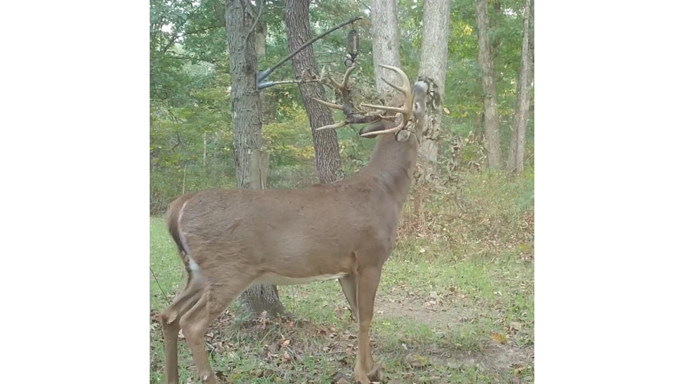 Wildlife Research Center Active-Branch Mock Scrape Kit