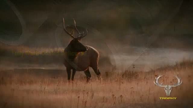 opplanet bushnell trophy xlt binoculars video